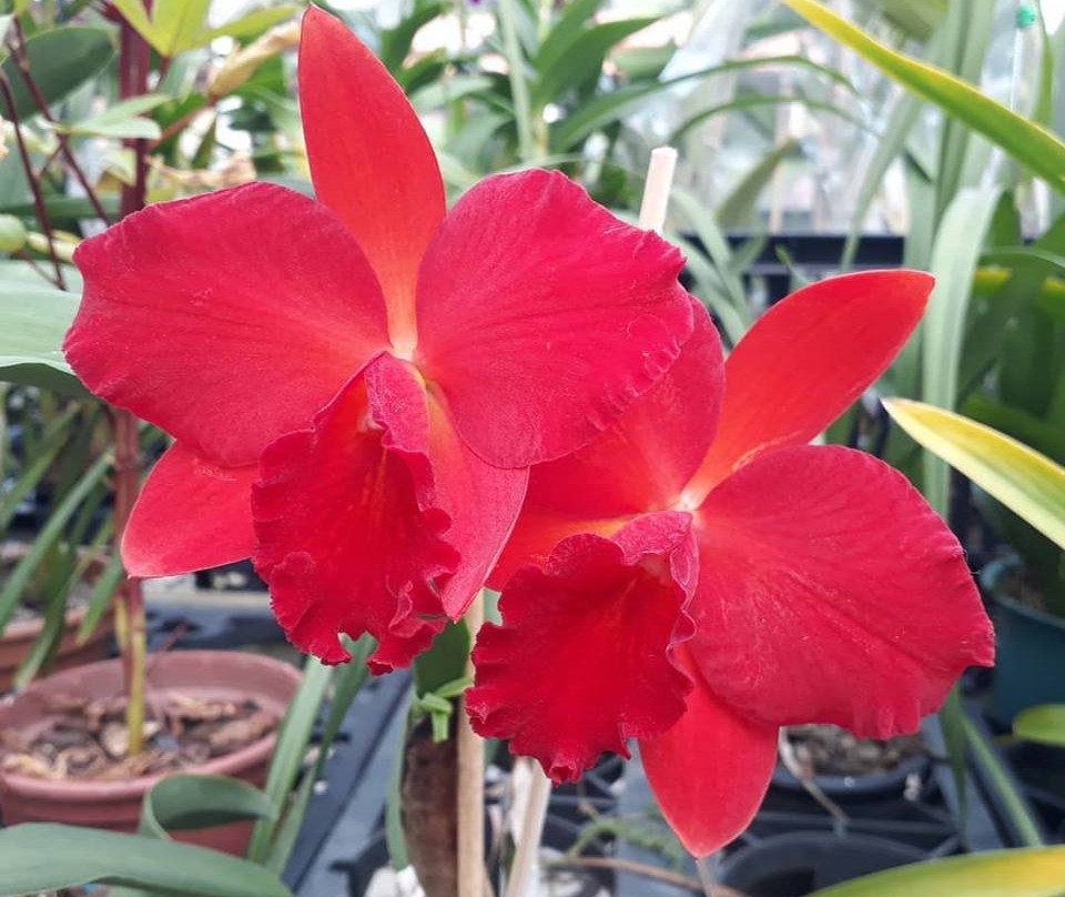 Fábrica de Orquídeas-Paty do Alferes必去景点