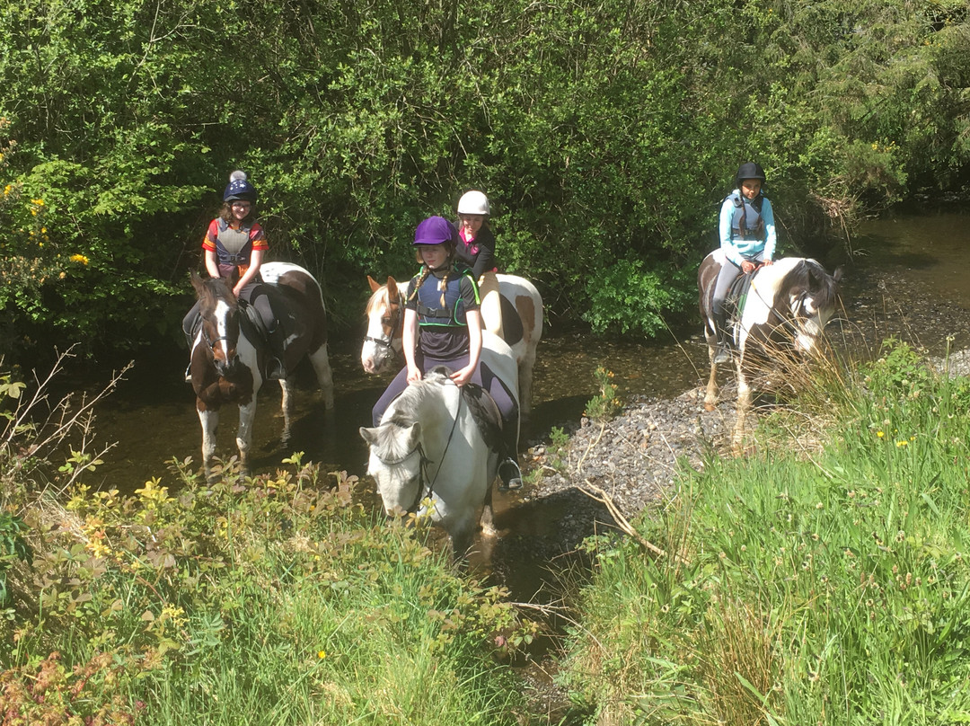 Bantry Pony Trekking景点图片