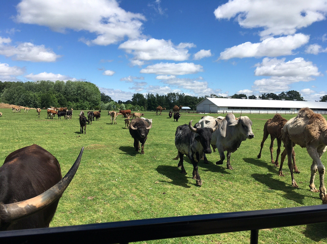 Dutch Creek Farm Animal Park景点图片