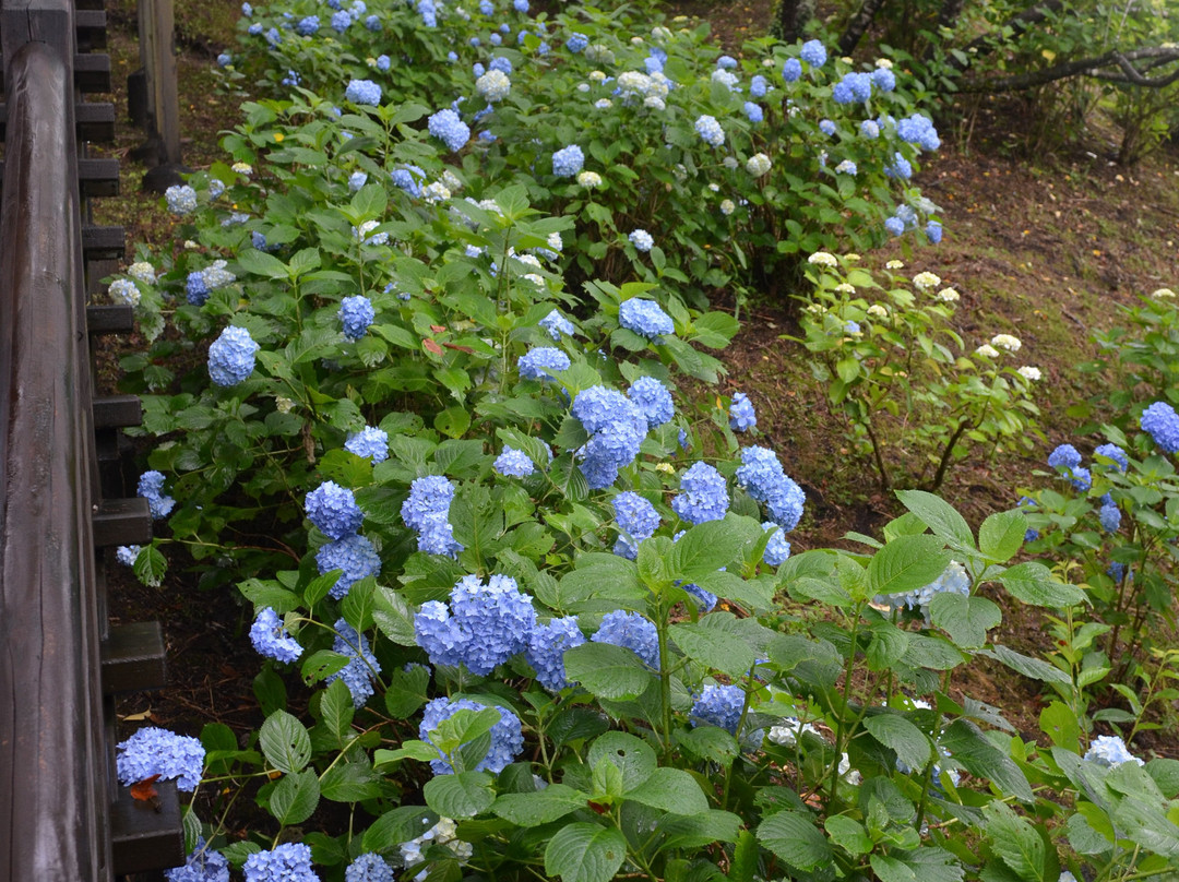 Ajisai Park-都城市必去景点