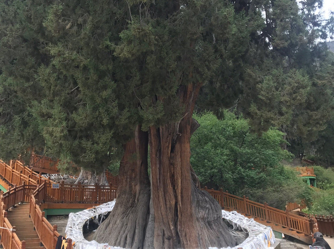 林芝巴结巨柏自然保护区-林芝县必去景点