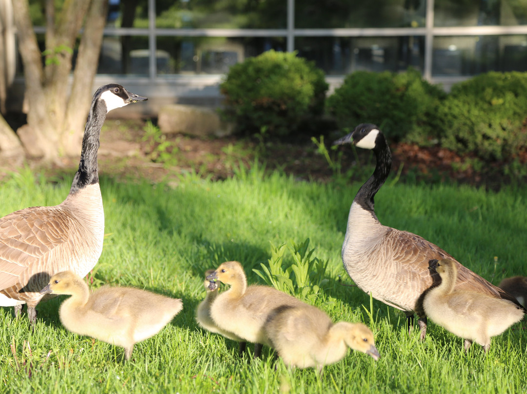 Sheraton Suites Chicago Elk Grove主图