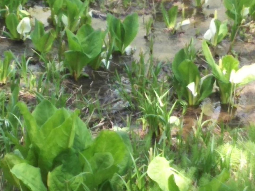 Okususobana Natural Garden-长野县必去景点