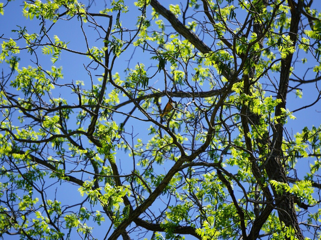 Lower Huron Metropark-Belleville必去景点