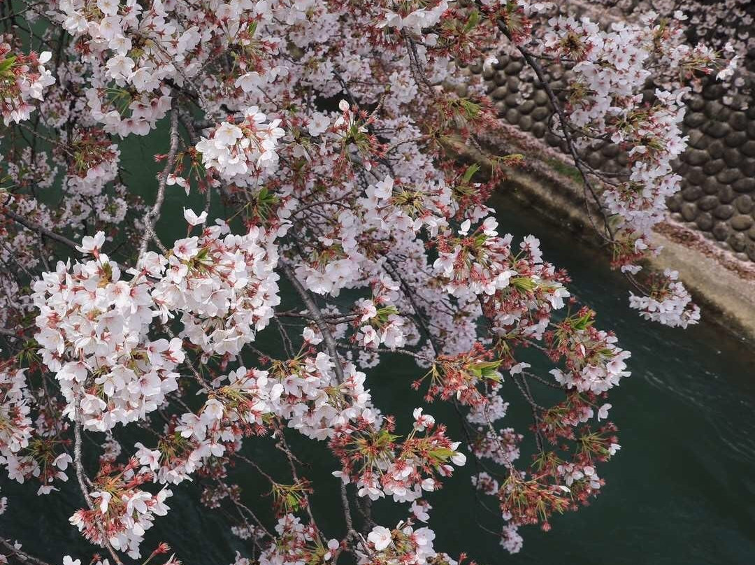 Senbon Cherry Blossom in Akagi Nammen-前桥县必去景点