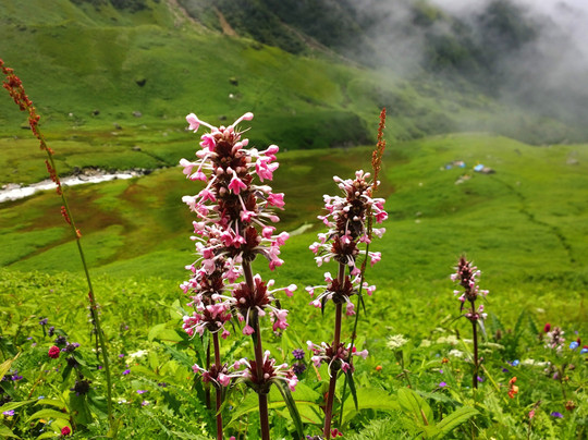 Vista Trip-里希克虚必去景点