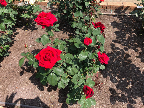 Oji Rose Garden-春日井市必去景点