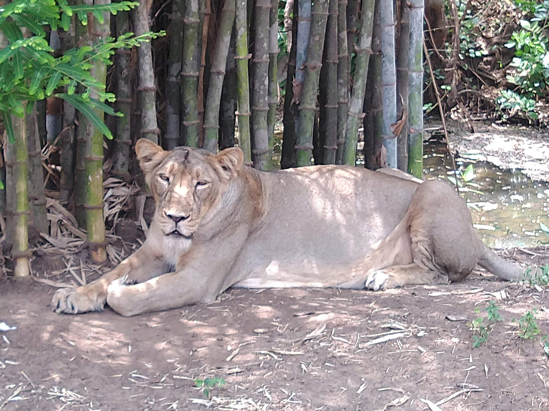 Silvassa Vasona Lion Safari景点图片