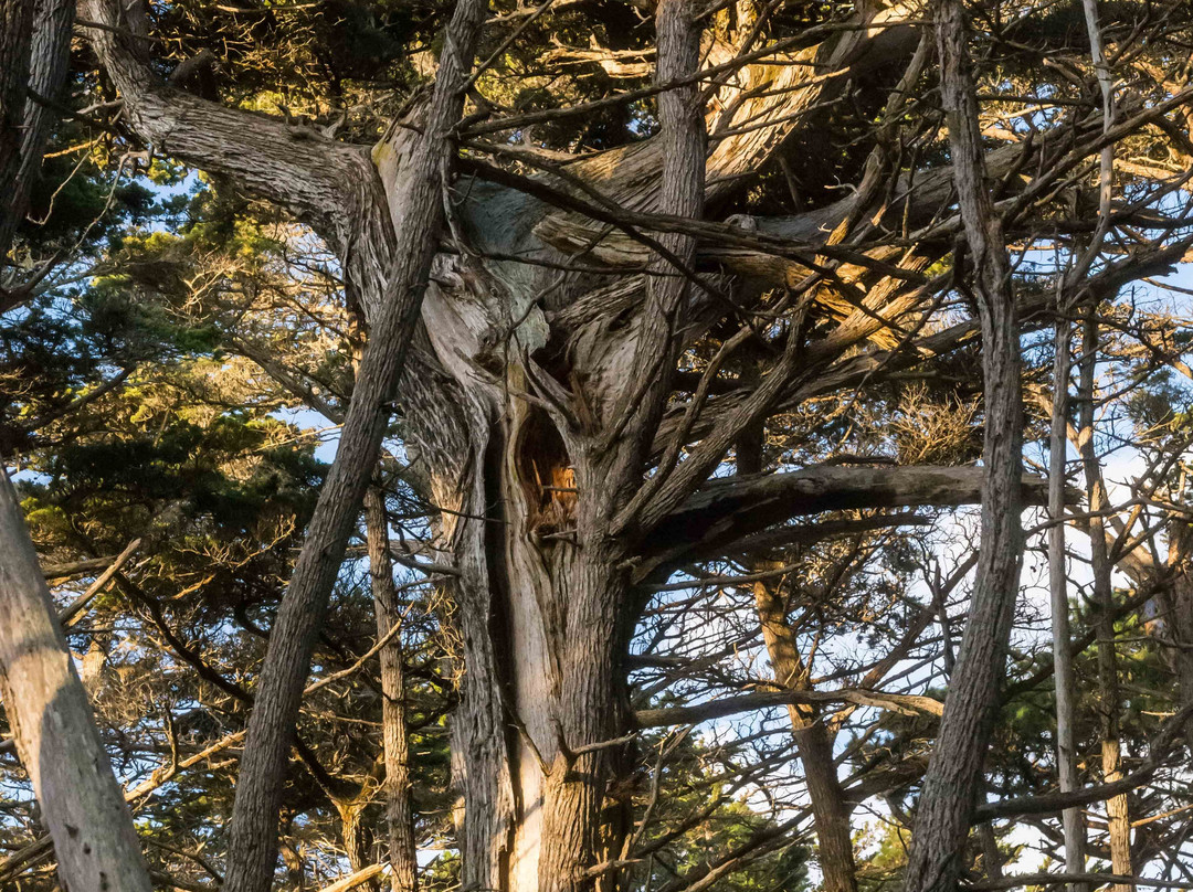 Crocker Grove-圆石滩必去景点