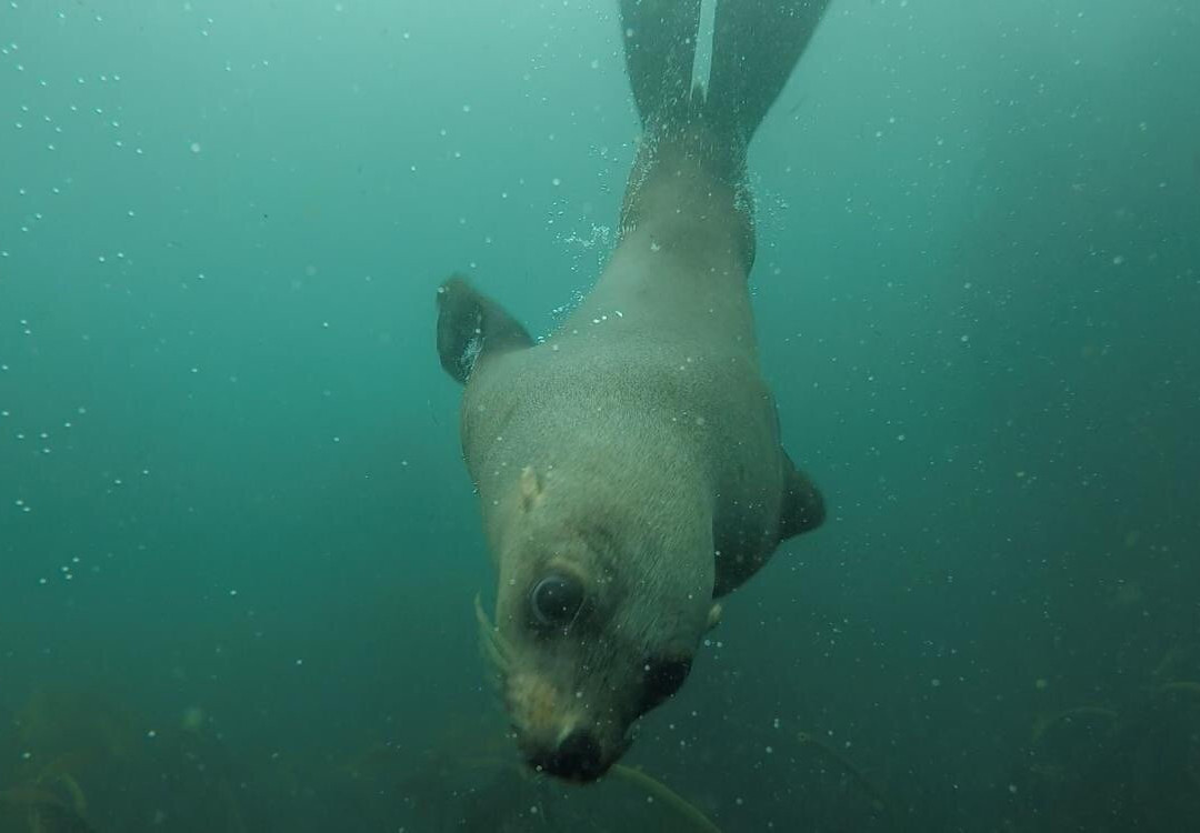 Apnea Addicts Freediving-西门镇必去景点