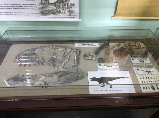 Museu De Paleontologia Pedro Candolo