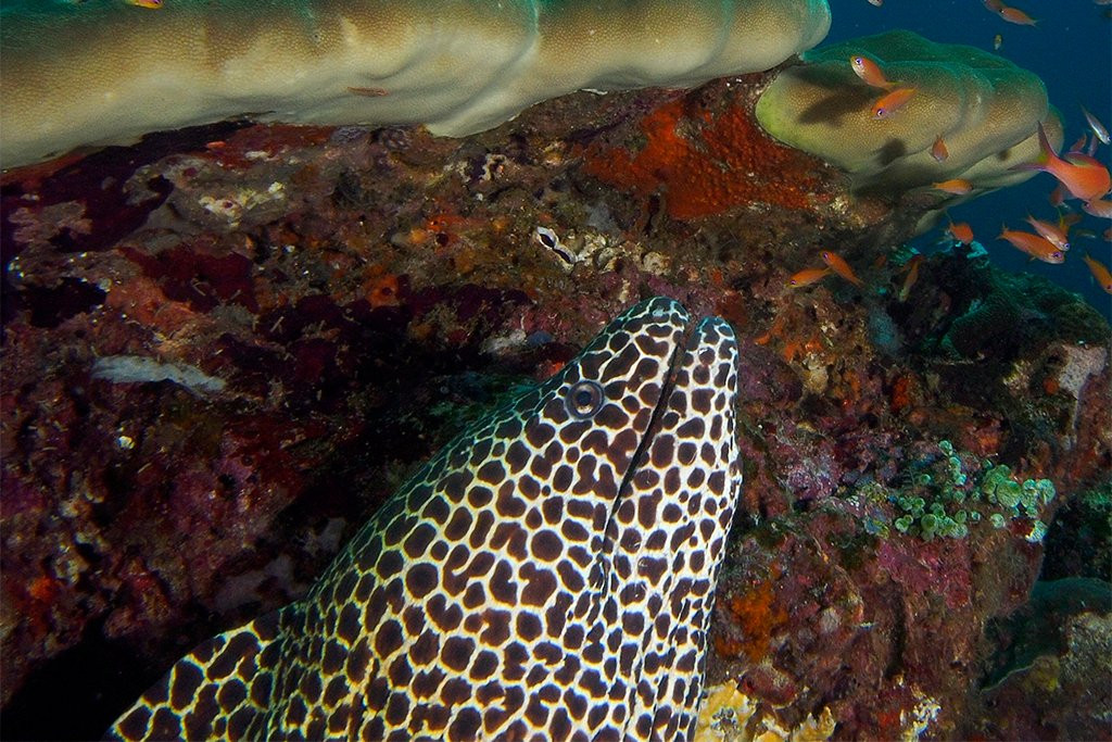 Iboih Dive Centre-Sabang必去景点