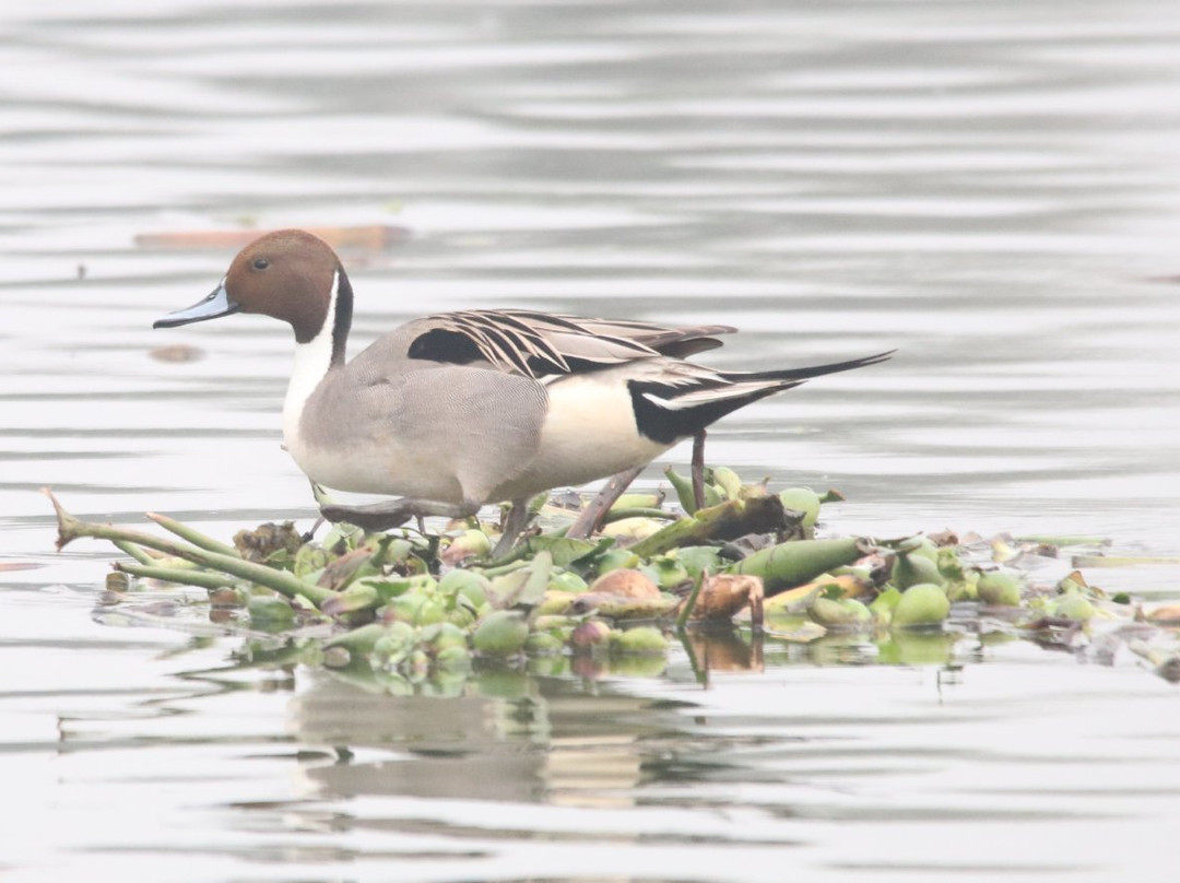 Surajpur Bird Sanctuary景点图片