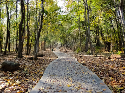 蜀山春晓-合肥市必去景点