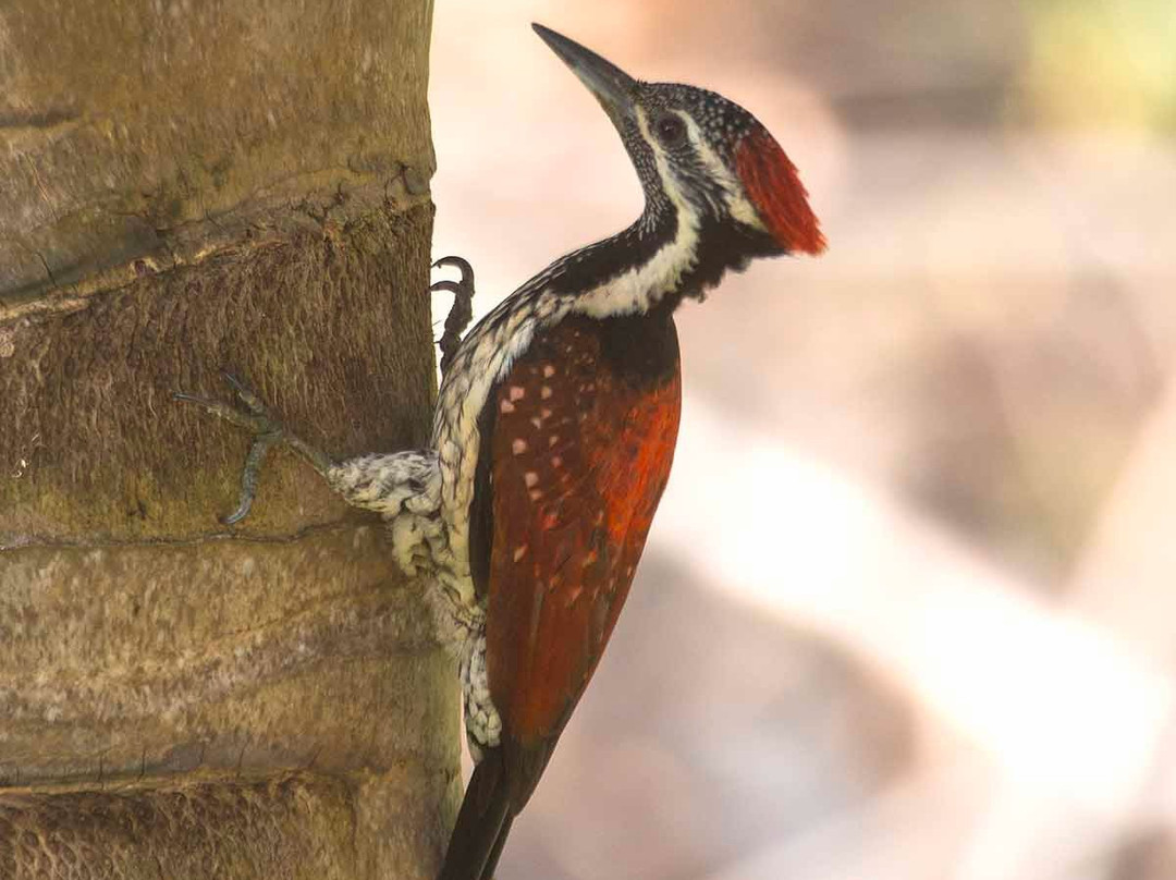 Green View Home Stay主图