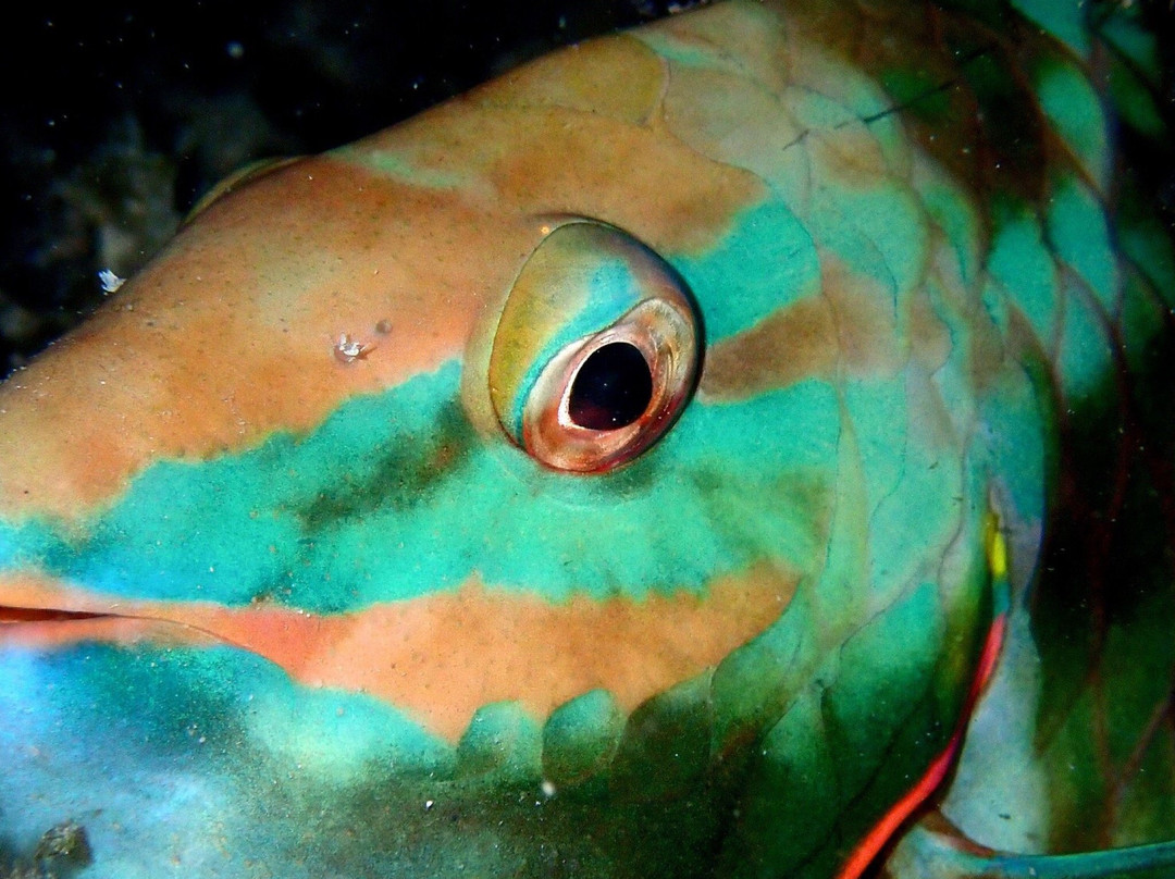 Night Snorkel-圣 托马斯必去景点