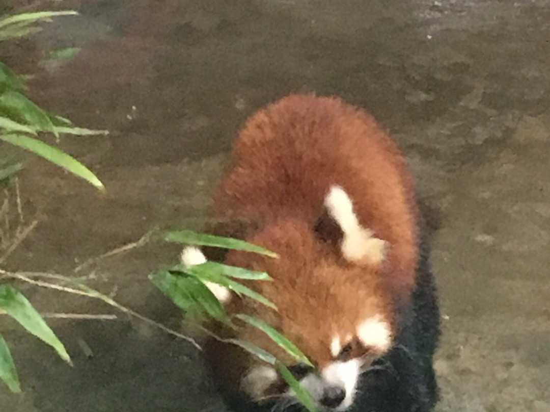 熊猫世界景点图片