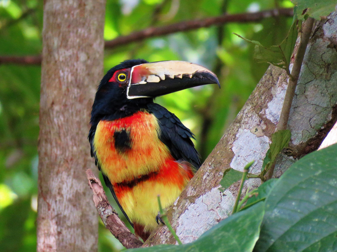 Panama Pipeline Bird Tours景点图片