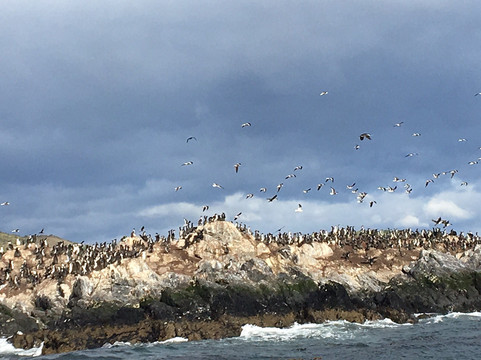 Patagonia Photosafaris-蓬塔阿雷纳斯必去景点