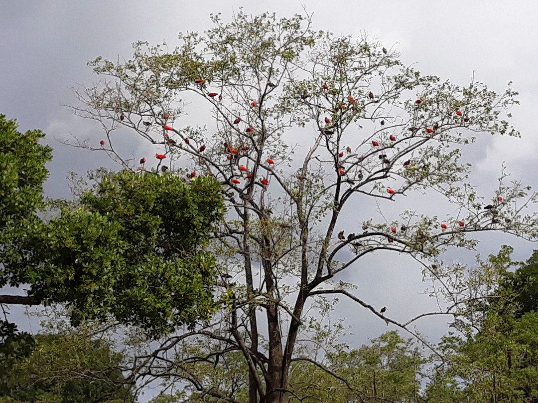 Araruna Farm-Soure必去景点