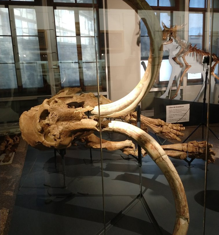 Musée de Zoologie Lausanne景点图片