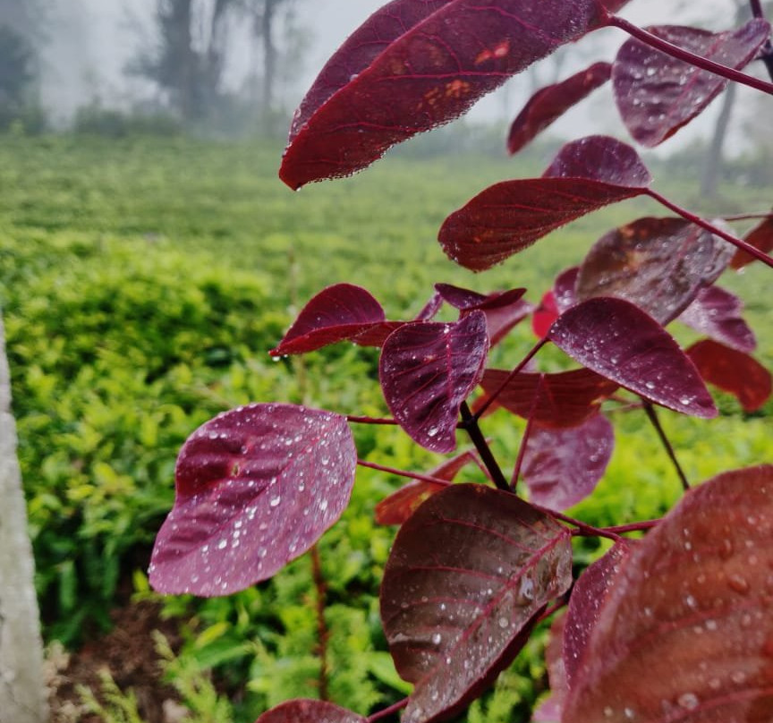 Trilan Cottages主图