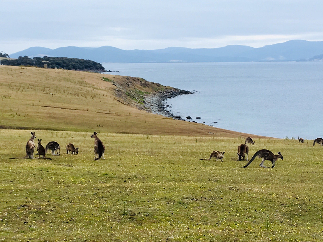See Tasmania景点图片