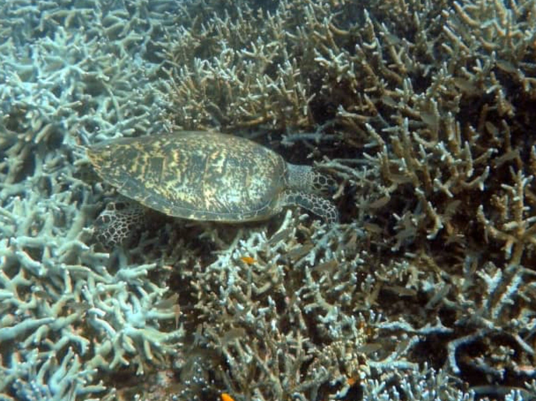 Malaysia Dive Team-刁曼岛必去景点