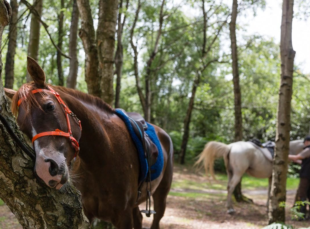 Écuries ALF-Chamant必去景点