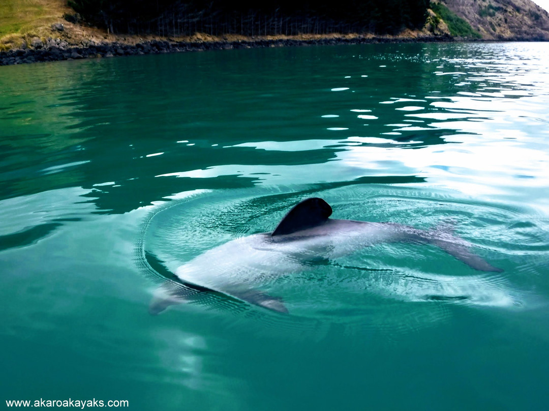 Akaroa Guided Kayak Safari景点图片