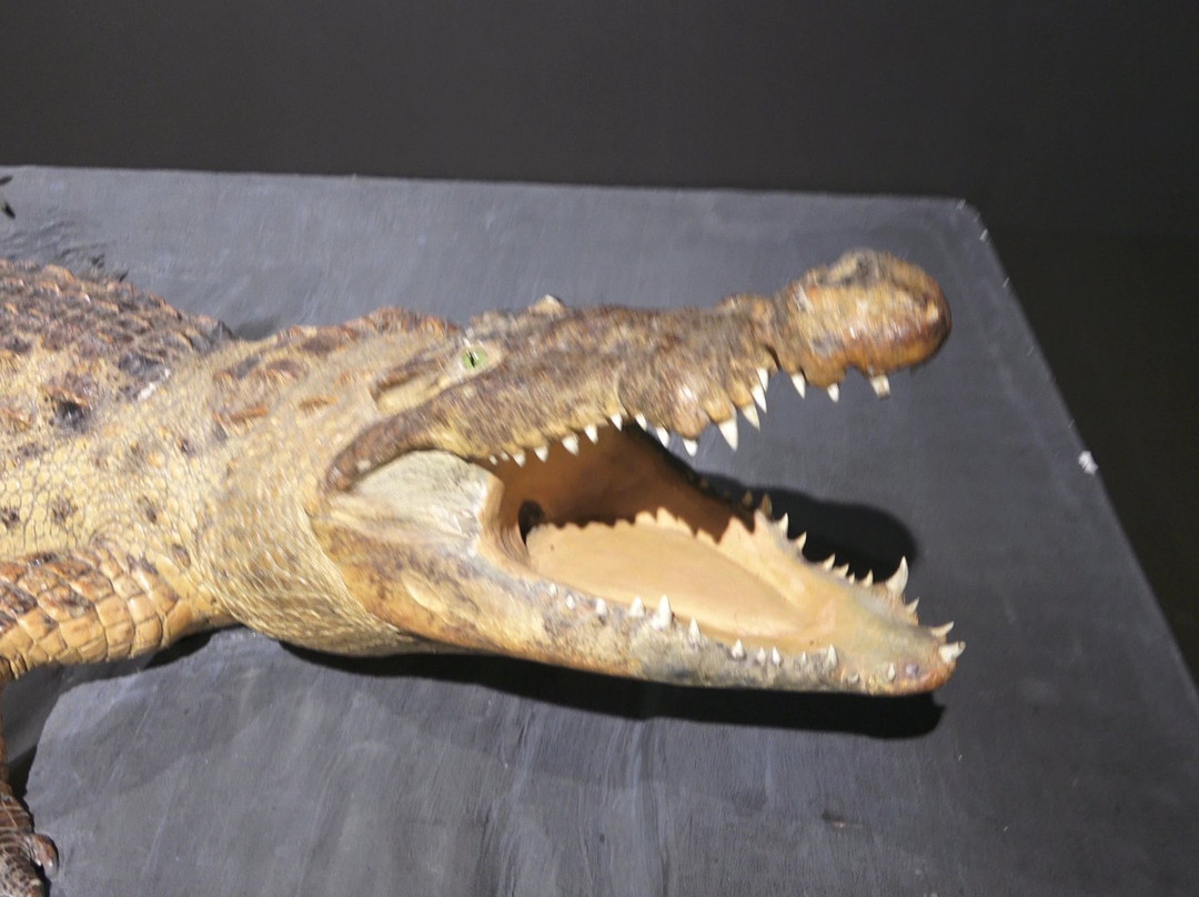 Zoologisches Museum-汉堡必去景点