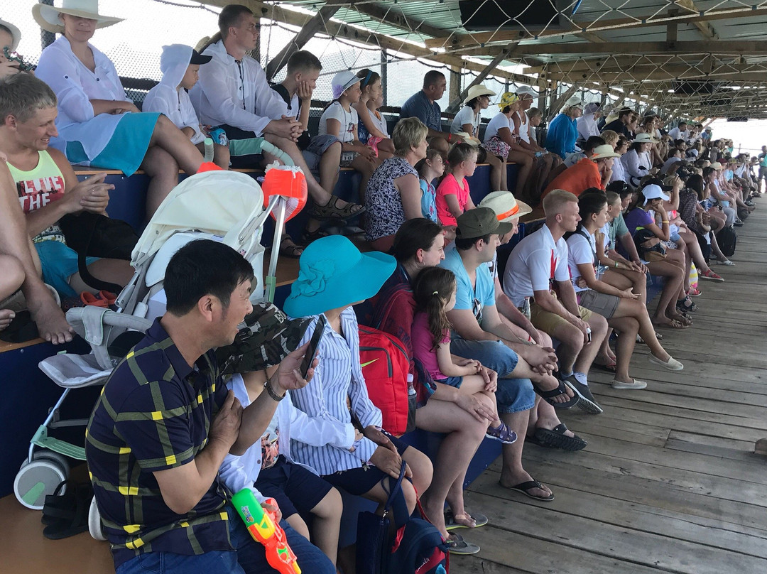 Seals Show-芽庄必去景点