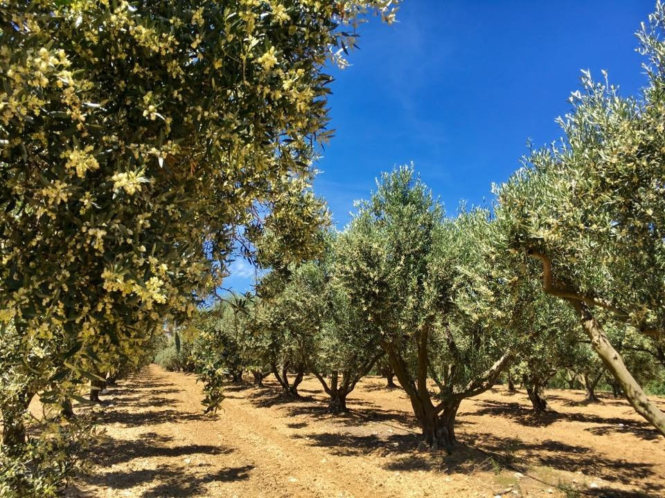 Domaine de La Pierre Plantée-圣马克西姆必去景点