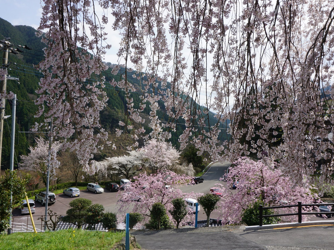 Oishike's Weeping Cherry Blossoms-仁淀川町必去景点