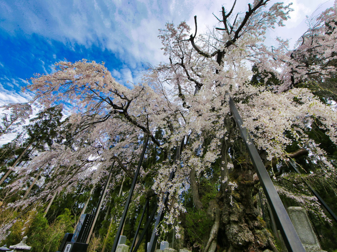 Tsuboi no Shidarezakura-高山村必去景点
