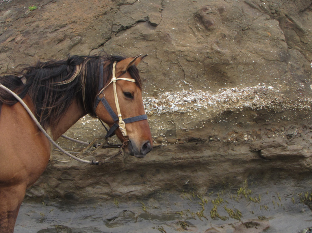 Palafito Trip Tours Chiloe-Cucao必去景点