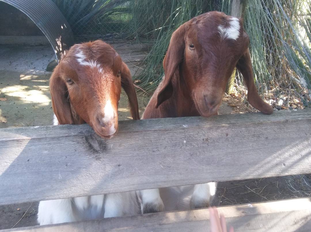 Hawkes Bay Farmyard Zoo景点图片