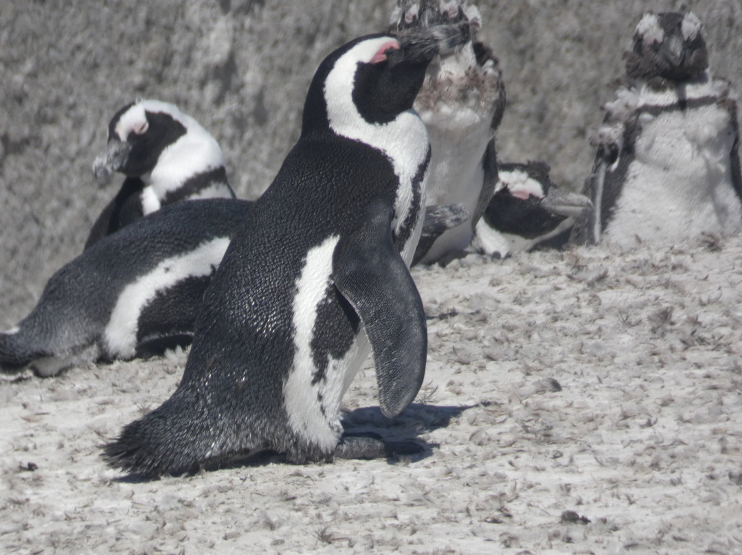 Explore Sideways-开普敦必去景点