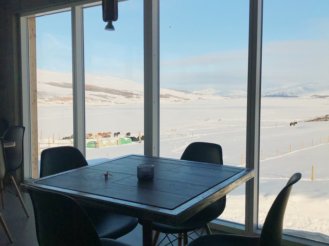 Brunir Horse-阿克雷里必去景点