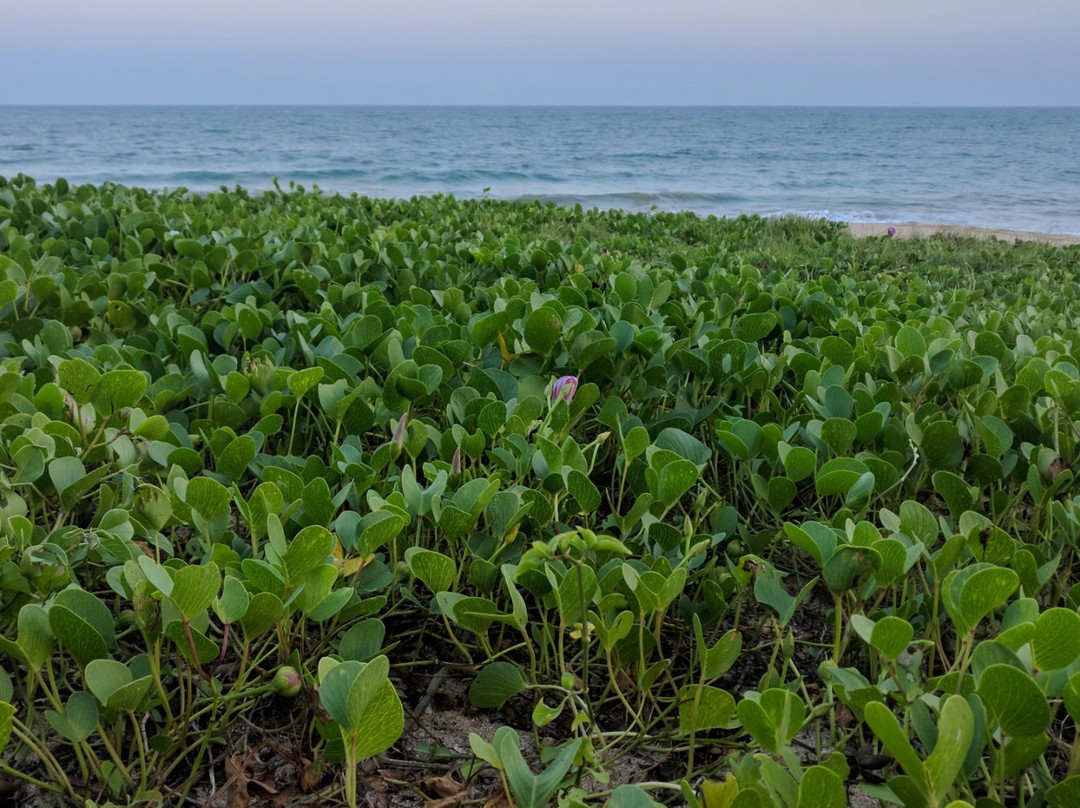 Seven Turtles Resort主图