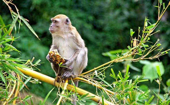 Bukit Lawang Eco-Jungle-Tours-武吉拉旺必去景点