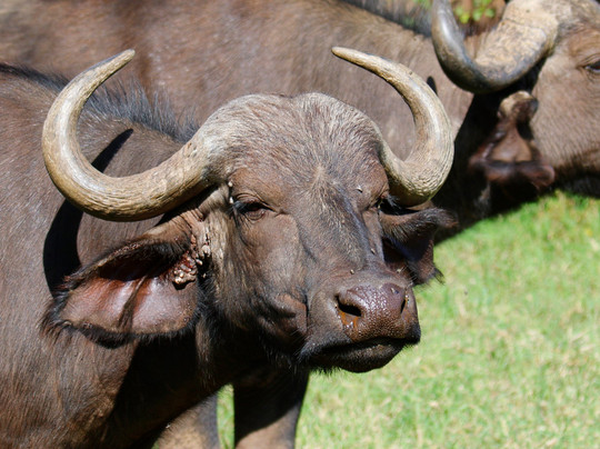 Book Direct Kenya Safaris-蒙巴萨必去景点