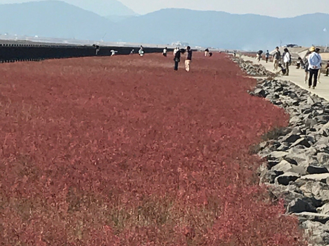 Suaeda Japonica Habitat-佐贺市必去景点