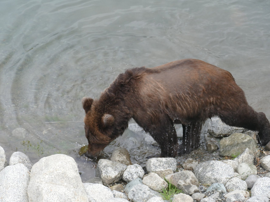 Brooks River-卡特迈国家公园及自然保护区必去景点