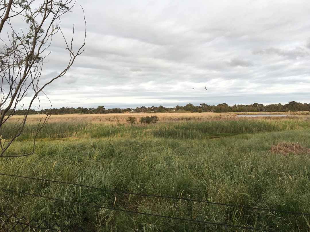 Edithvale-Seaford Wetlands-锡福德必去景点