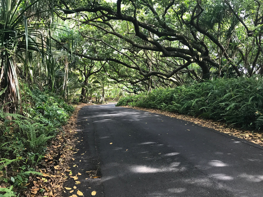 Red Road (Hwy 137)景点图片