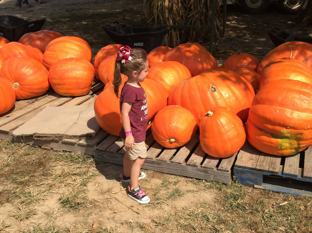 Pumpkin Hollow景点图片