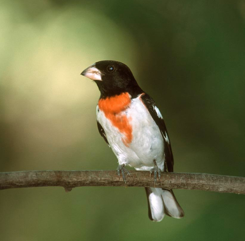 Birding Bob-纽约市必去景点