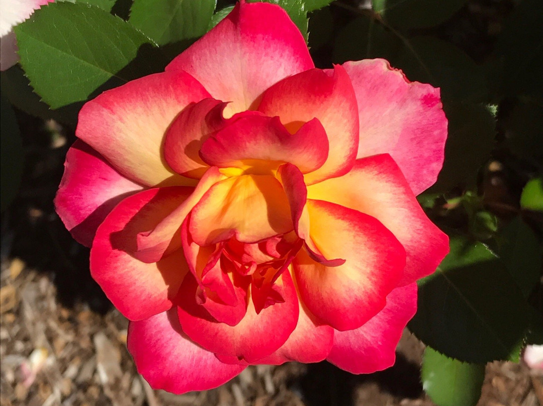 Rose Garden in Avery Park-科瓦利斯必去景点