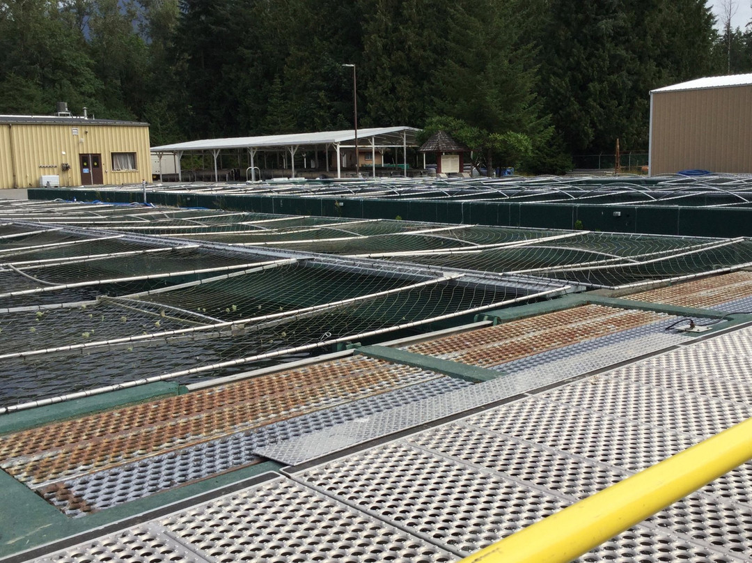 Chehalis River Salmon and Trout Enhancement Facility-阿加斯市必去景点